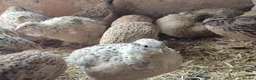 Quail poultry for sale: 12 Fertile Coturnix Quail Hatching Eggs  - Advert 2