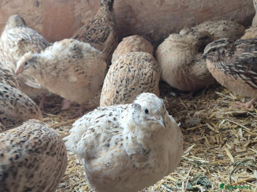 Quail poultry for sale: 12 Fertile Coturnix Quail Hatching Eggs  - Advert 2