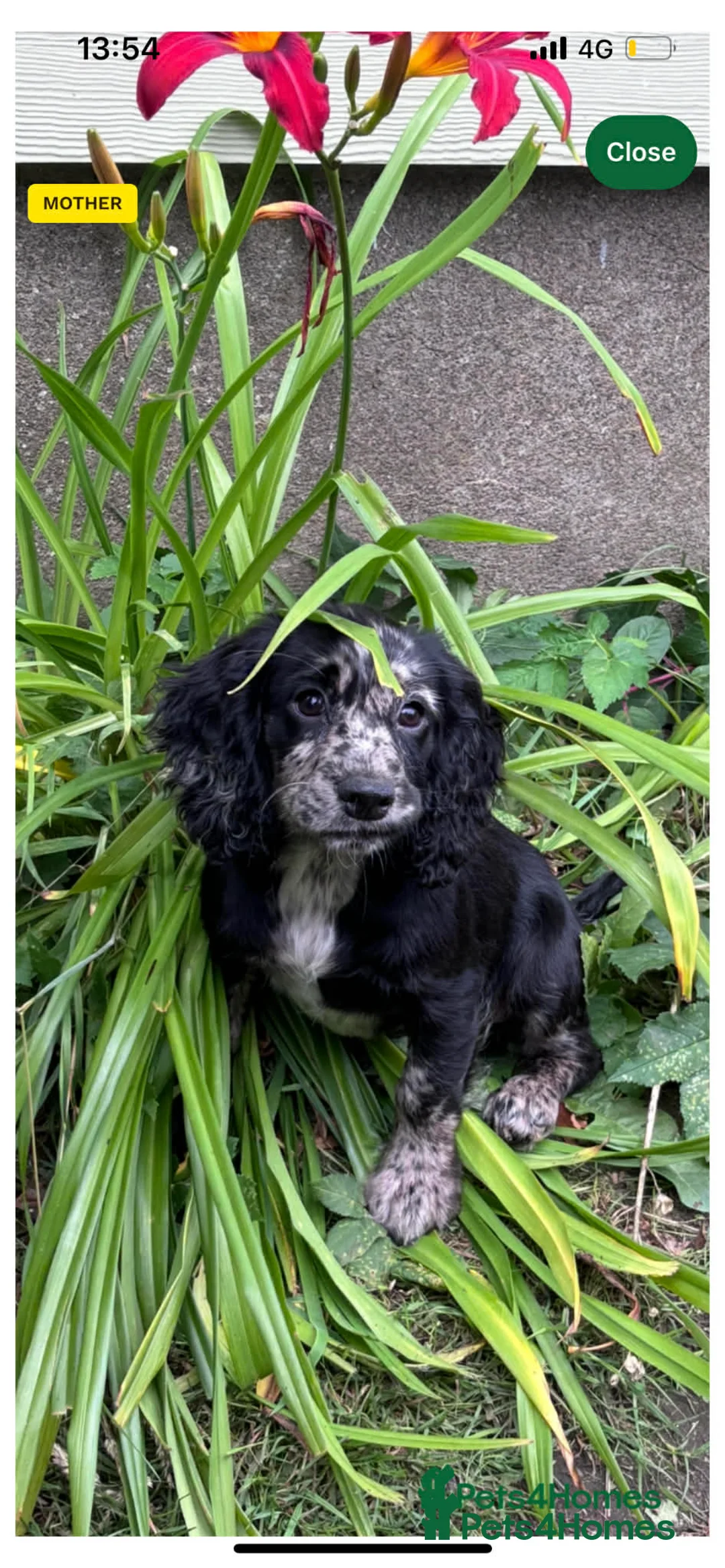 Cocker Spaniel dogs for sale: Blue Roan Cocker - Advert 2