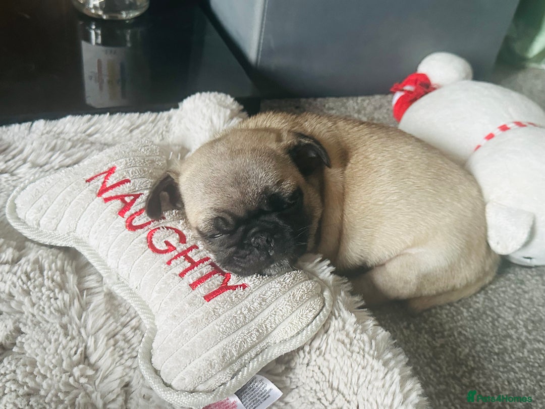 Pug dogs for sale: READY 19/09/25 Boys x2 Pugs - Image 5