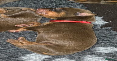 Dobermann dogs - Advert 16