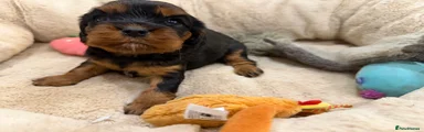 Cavalier King Charles Spaniel 4
