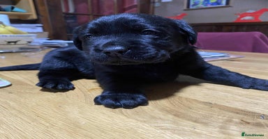 Labrador Retriever dogs - Advert 6
