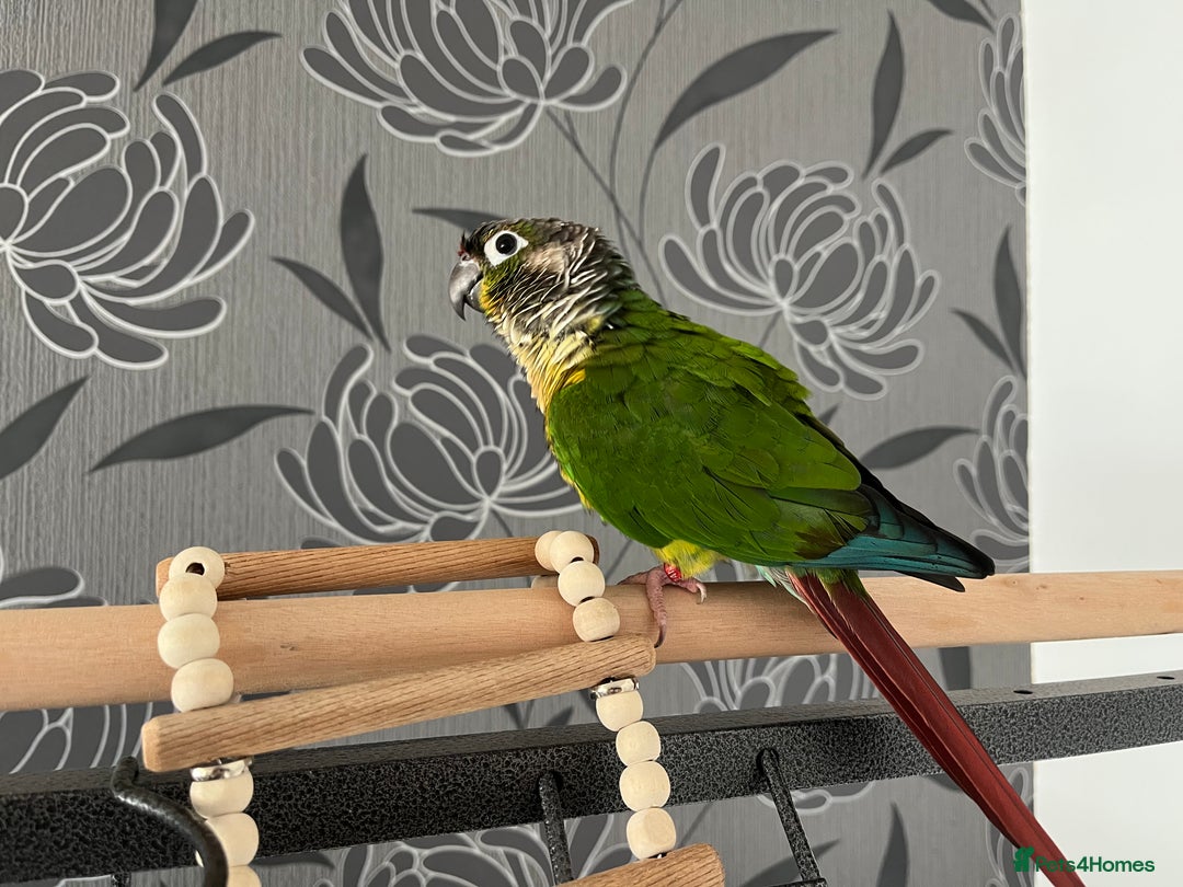 Conures birds for sale: Reggie the Conure - Image 3