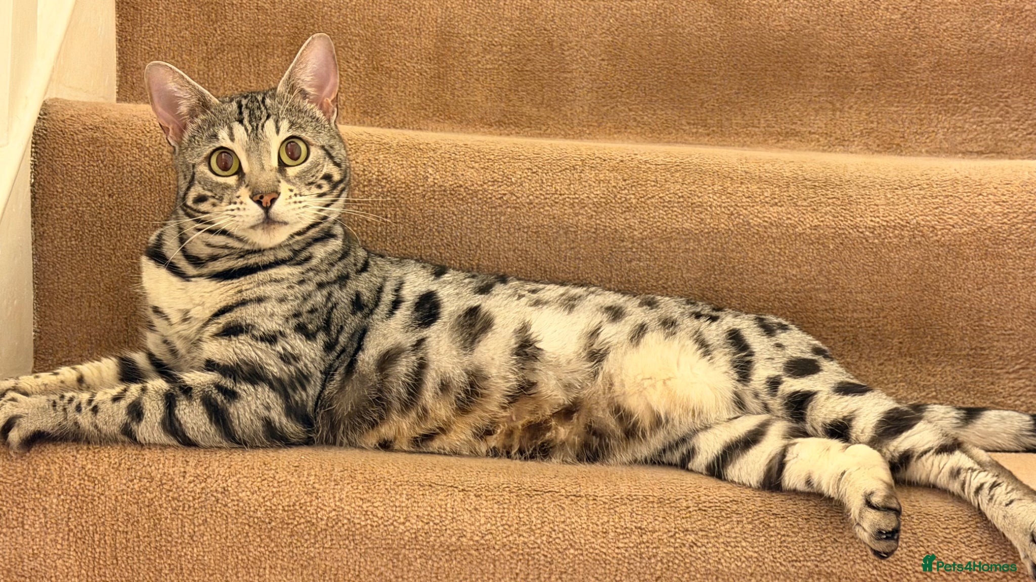 Bengal cats ✨ Beautiful Silver Bengal Girl Needs a New Home ✨ - Advert 1