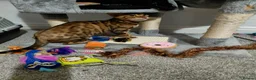 Bengal cats for sale: Female glitter Bengal for sale - Advert 4