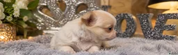 Chihuahua dogs for sale: Exclusive KC reg long coat Chihuahua boys  - Advert 14