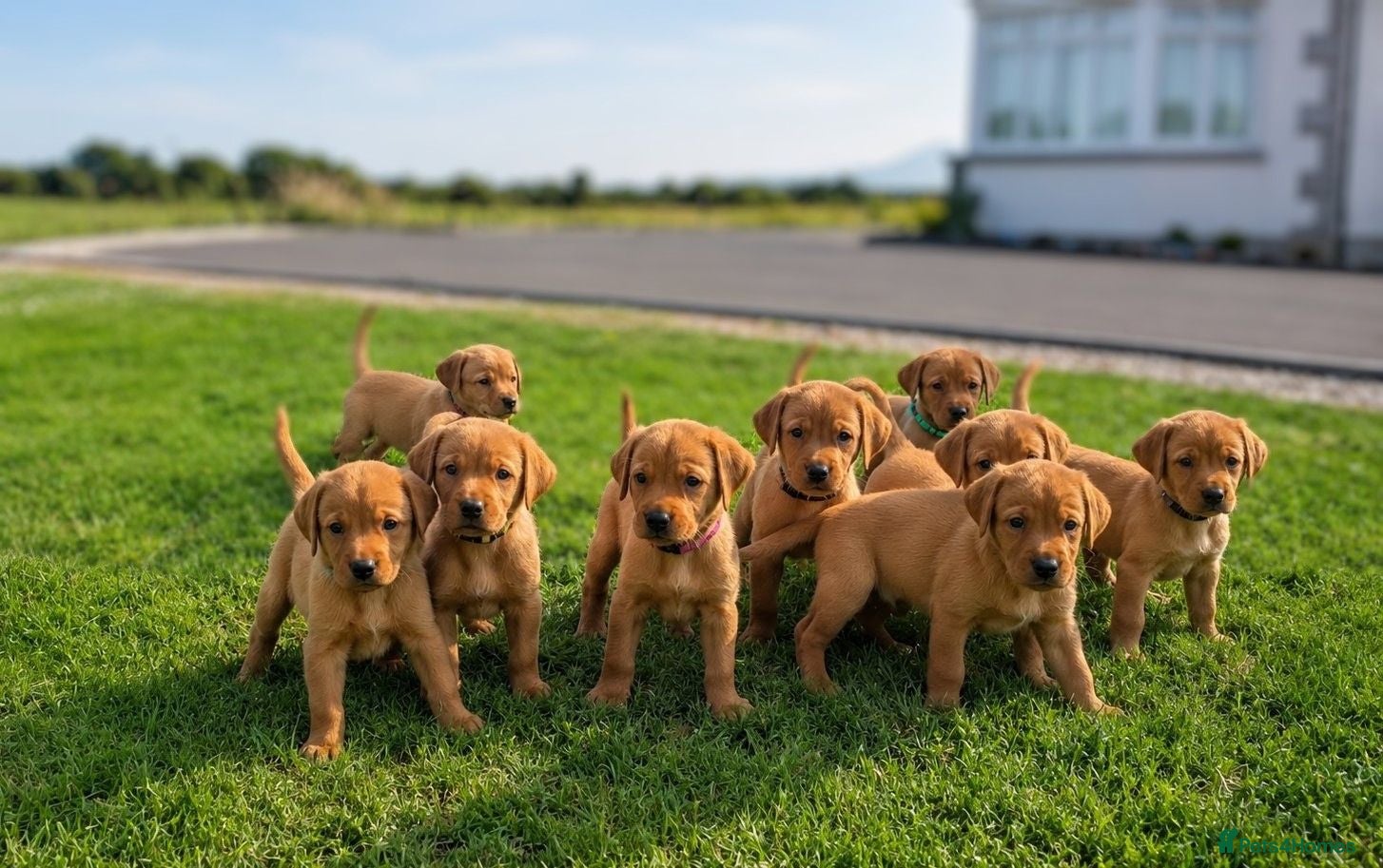 Labrador Retriever dogs RKC Fox Red Puppies - Fully Health Tested  - Advert 1