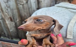 Miniature Dachshund dogs for sale: Miniature smooth haired dachshunds  - Image 10