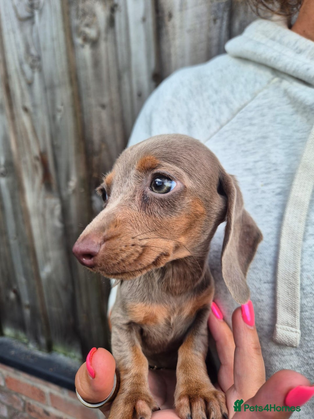 Miniature Dachshund dogs for sale: Miniature smooth haired dachshunds  - Image 10