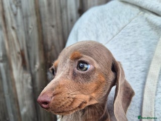 Miniature Dachshund dogs - Advert 19