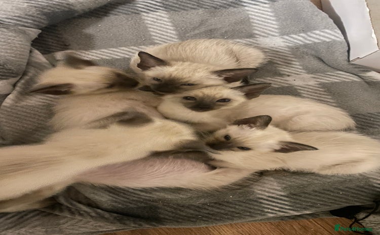 Siamese cats - Advert 11