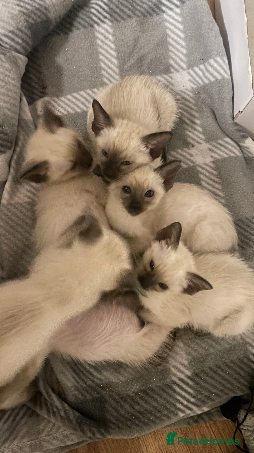 Siamese cats for sale: Beautiful Siamese Kittens 1 girl & 2 boys - Image 1