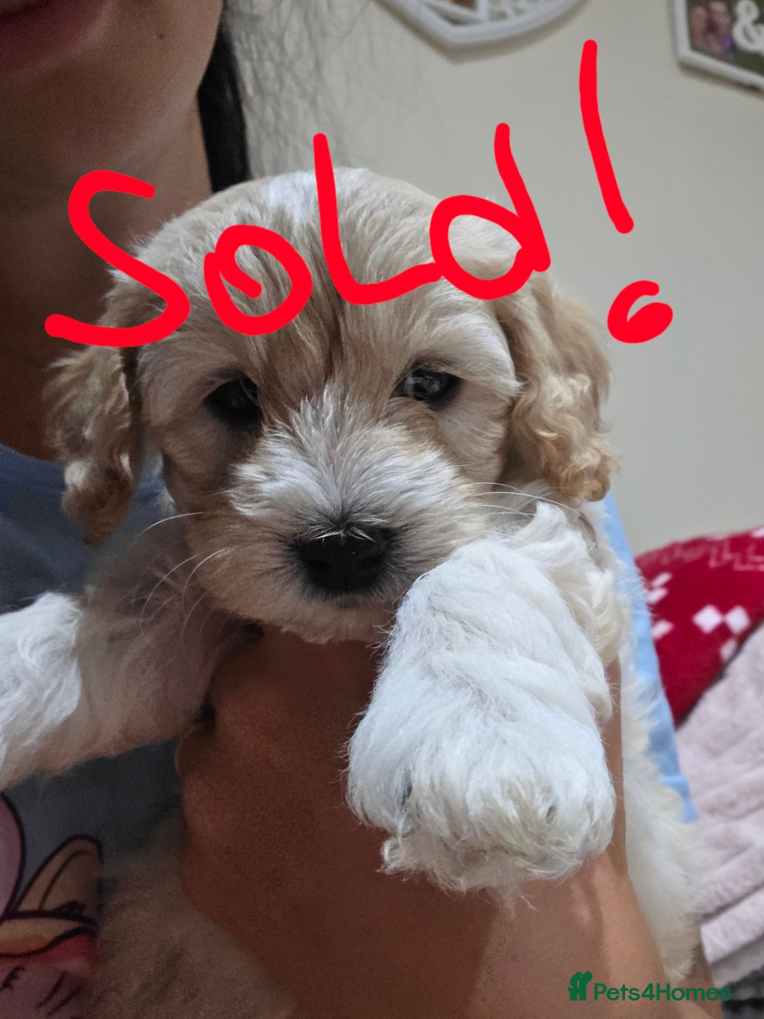 Maltipoo dogs for sale: Maltipoo/toy poodle  - Image 9