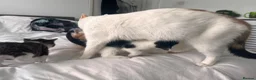 Mixed Breed cats for sale: 3 males, 1 female from loving family home - Advert 27