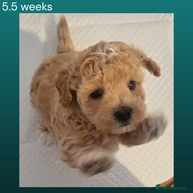 Maltipoo dogs Single Toy Maltipoo: Calm, Confident, Settles Well - Advert 13