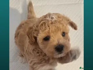 Maltipoo dogs Single Toy Maltipoo: Calm, Confident, Settles Well - Advert 13