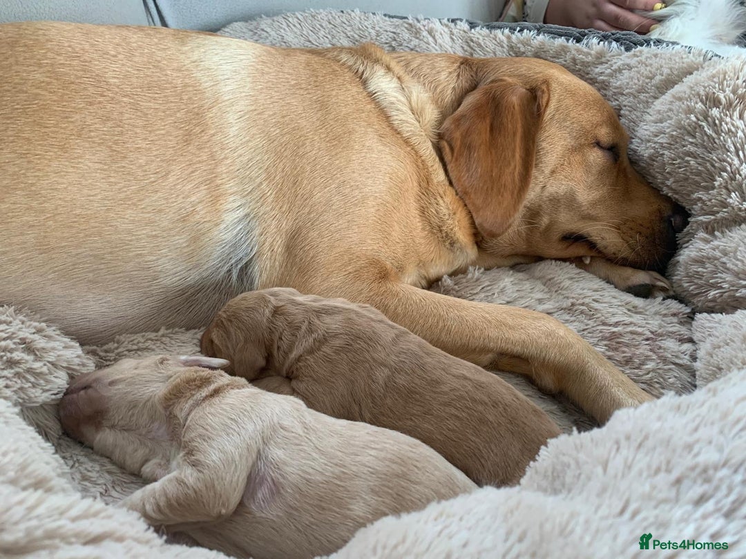Labradoodle dogs for sale: Adorable Labrador doodle pups from KC reg parents - Image 10