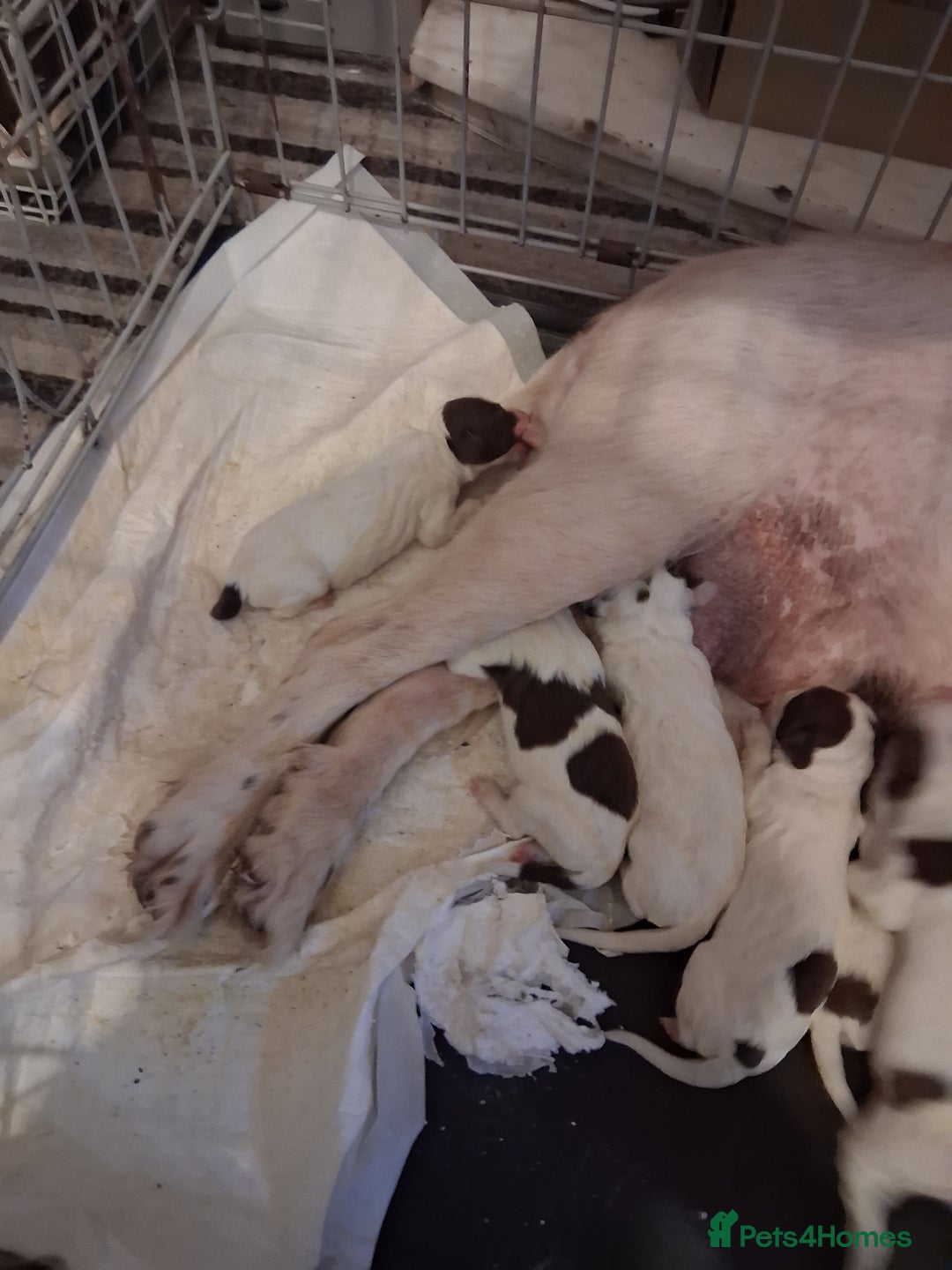 English Springer Spaniel dogs for sale: Beautiful puppies for sale  - Advert 6