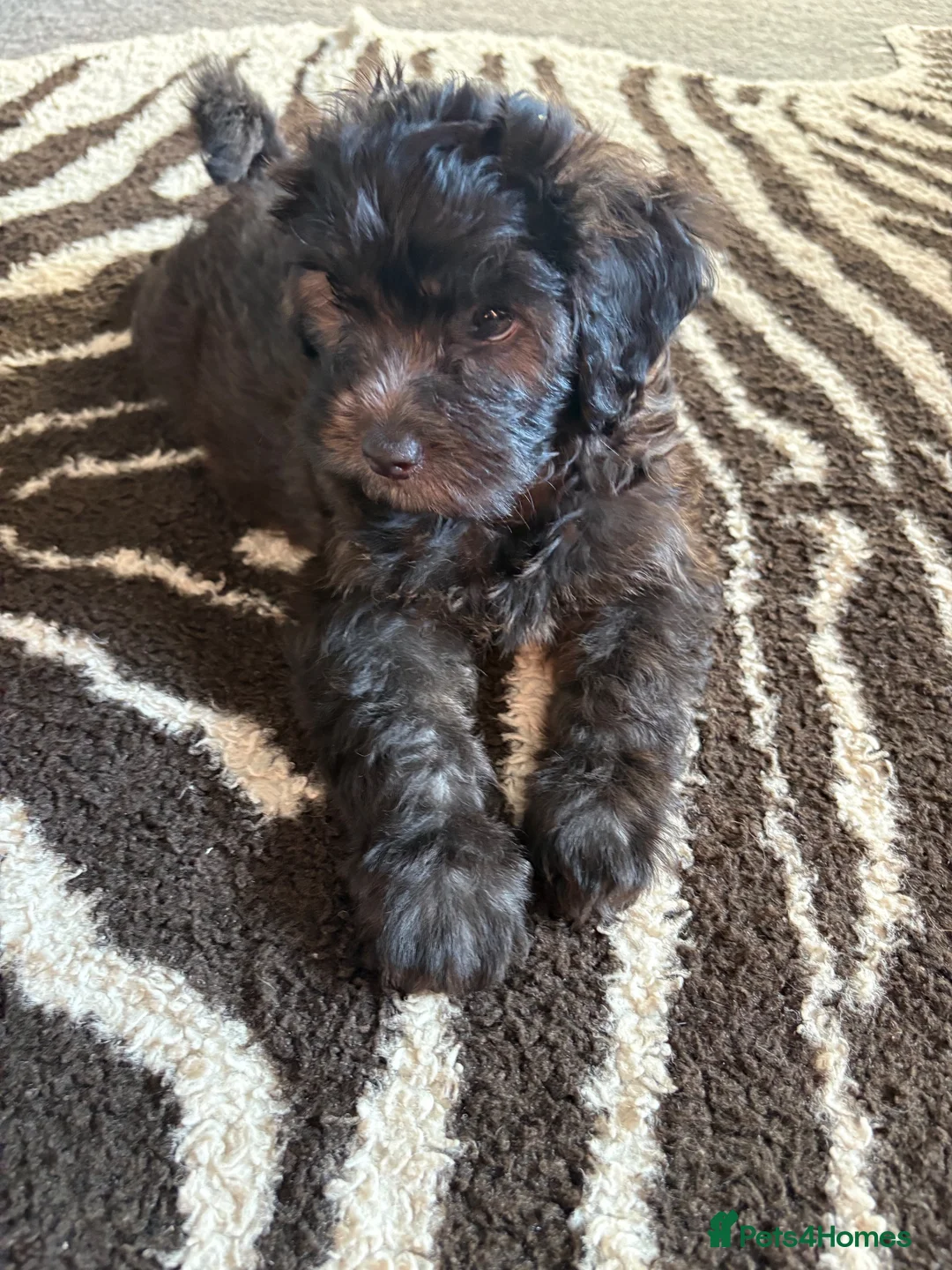 Shihpoo dogs for sale: READY NOW! 🧸🤎 Adorable F1B Shihpoo puppies  - Advert 1