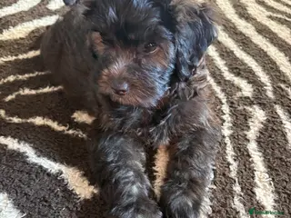 Shihpoo dogs READY NOW! 🧸🤎 Adorable F1B Shihpoo puppies - Advert 2