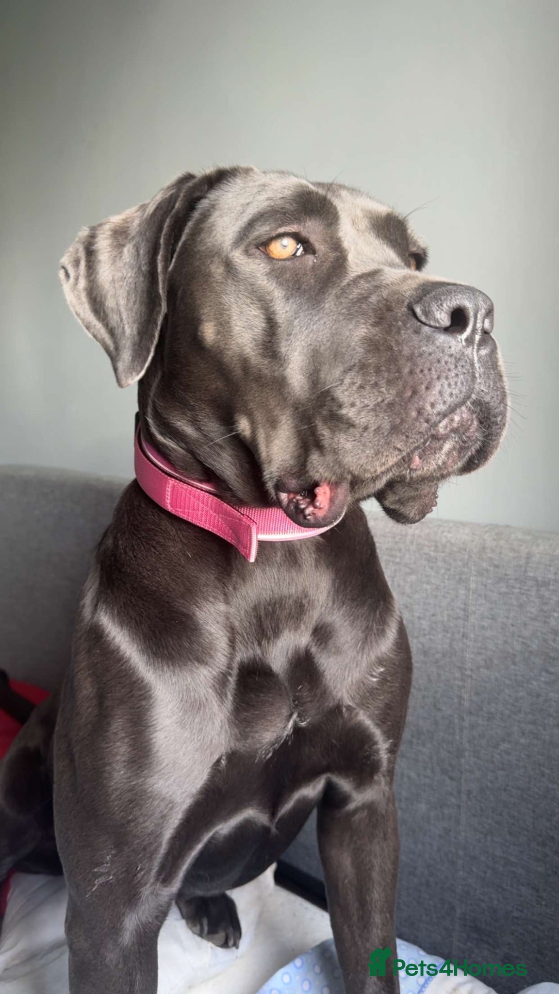 Cane Corso dogs 2 year old Female cane corso  - Advert 2