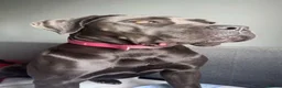 Cane Corso dogs for sale: 2 year old Female cane corso  - Advert 1