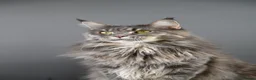 Maine Coon cats for sale: Octavia & Freya  - Advert 3