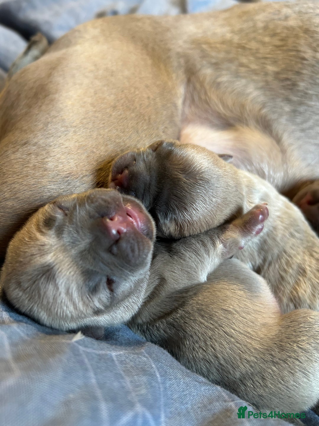 French Bulldog dogs for sale: Lilac French bulldog puppies  - Advert 7