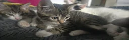 Mixed Breed cats for sale: Cute kittens for sale in Manchester - Advert 2