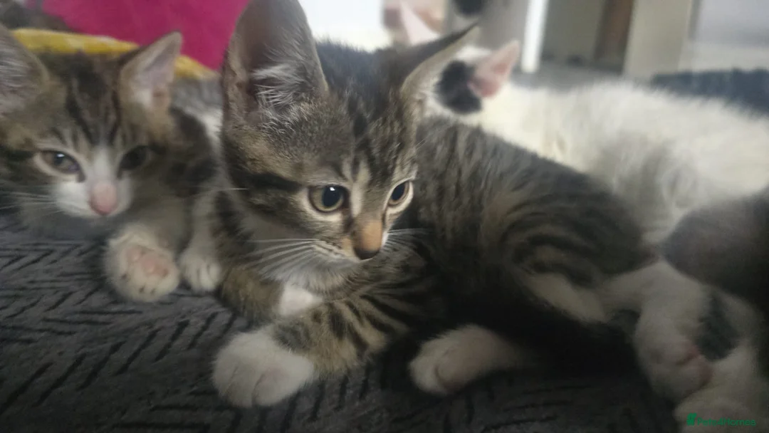 Mixed Breed cats for sale: Cute kittens for sale in Manchester - Advert 2