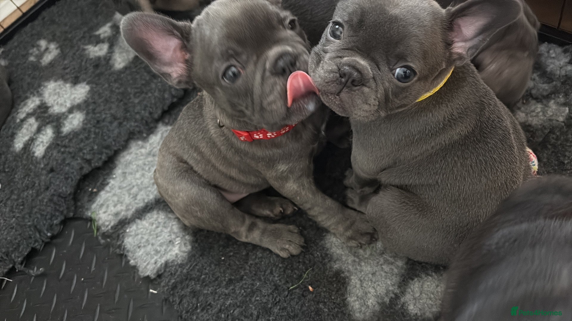 French Bulldog dogs Beautiful litter of French bulldog puppies  - Advert 12
