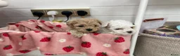 Maltipoo dogs for sale: Tiny maltipoo puppies  - Advert 21