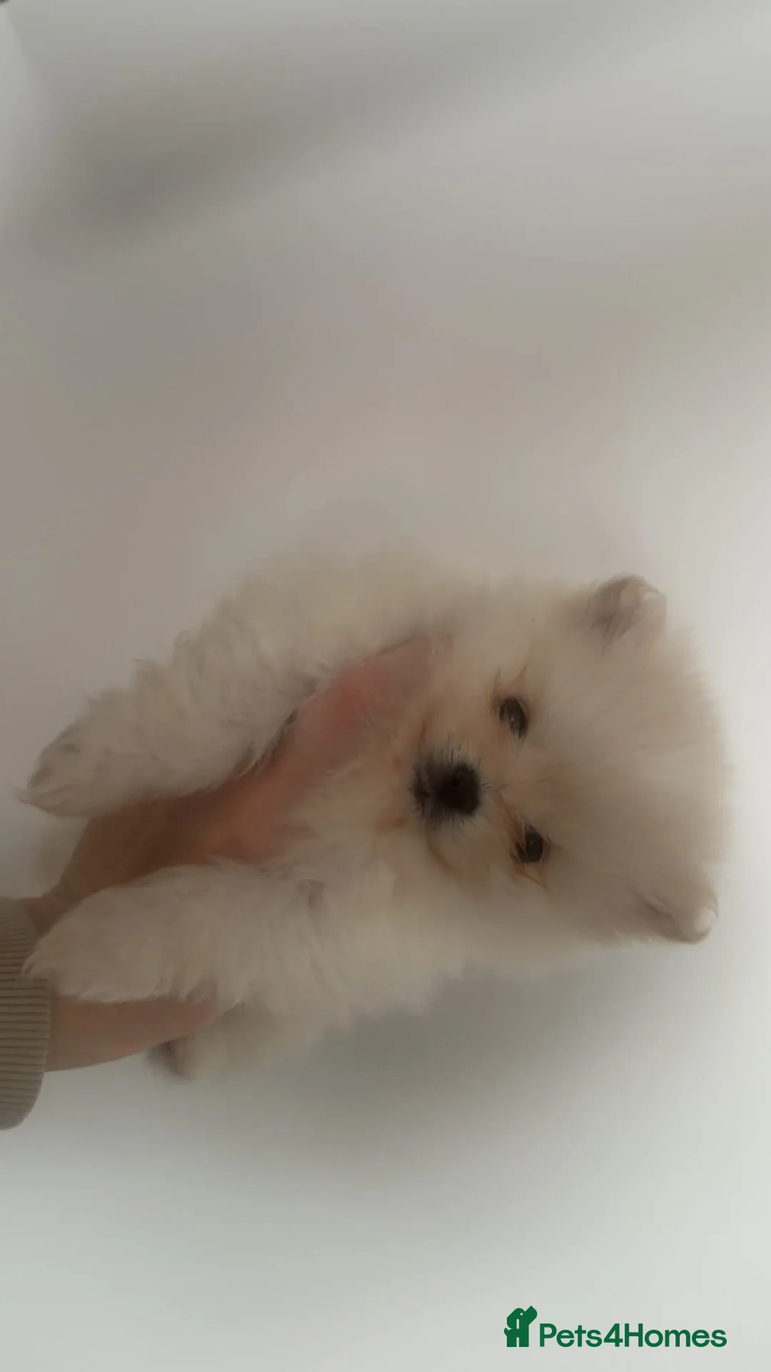 Pomeranian dogs for sale: 2 Female Pomeranian puppies for sale. - Advert 2