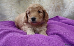 Cockapoo dogs for sale: 5*LICENSED BREEDER WATCH LIVE HEALTH TESTED PARENT - Image 12