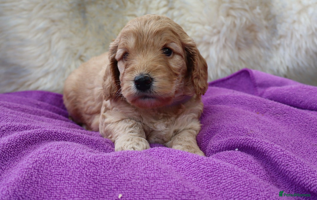 Cockapoo dogs for sale: 5*LICENSED BREEDER WATCH LIVE HEALTH TESTED PARENT - Image 12