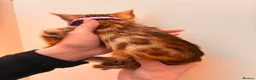 Bengal cats for sale: 💕 GORGEOUS PURE BENGAL KITTENS READY FOR HOMES!  - Advert 27