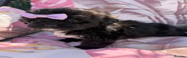 Shihpoo 5