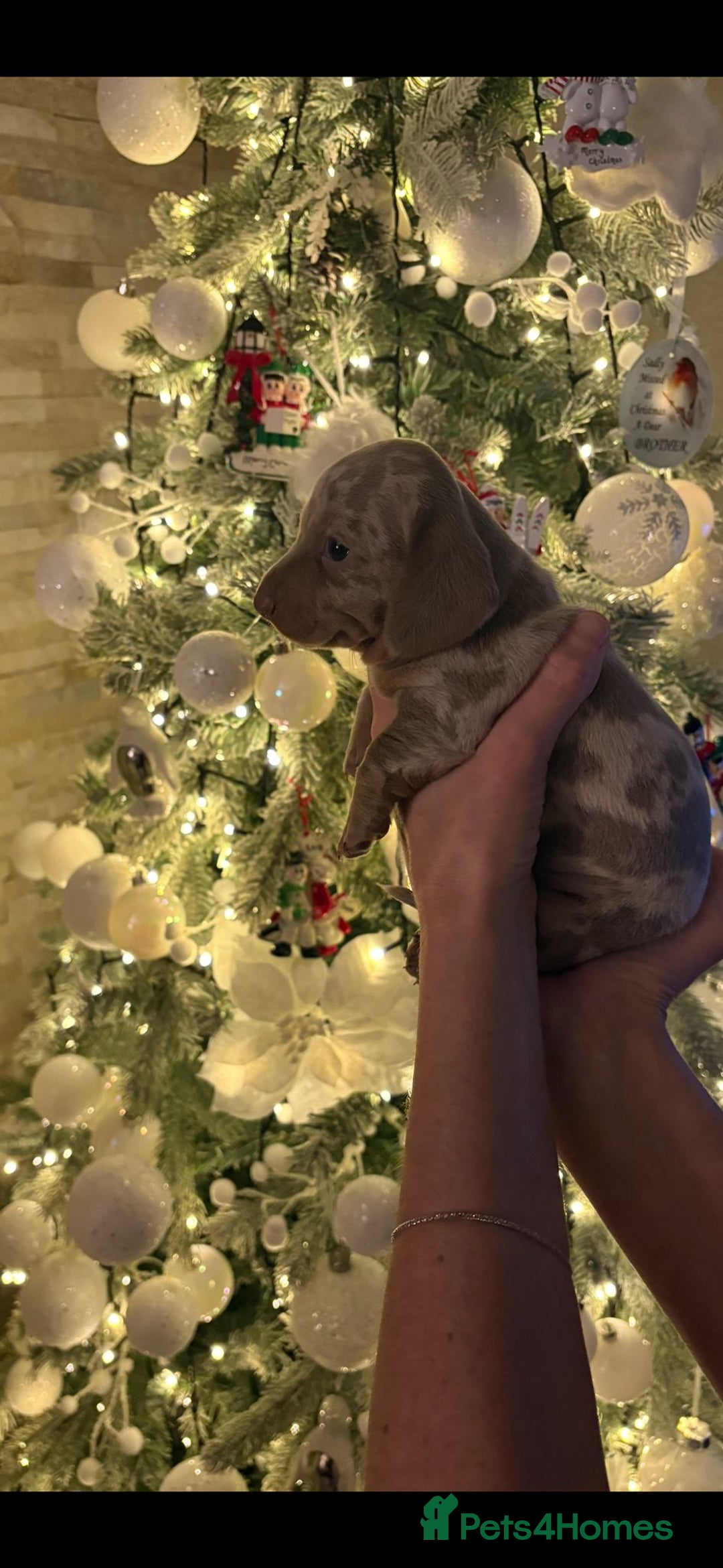 Miniature Dachshund dogs for sale: kc reg smooth haired miniature dachshund pups - Advert 6