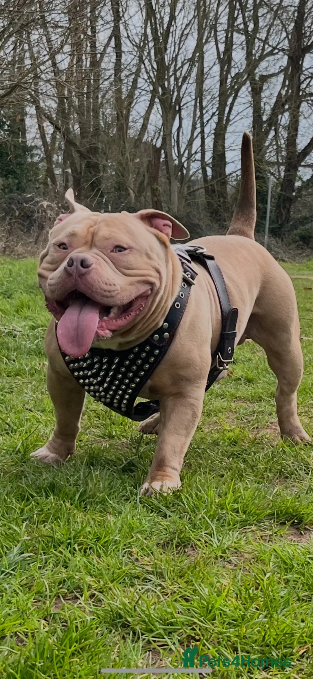 American Bully dogs for sale: Judge pocket bully  - Advert 6