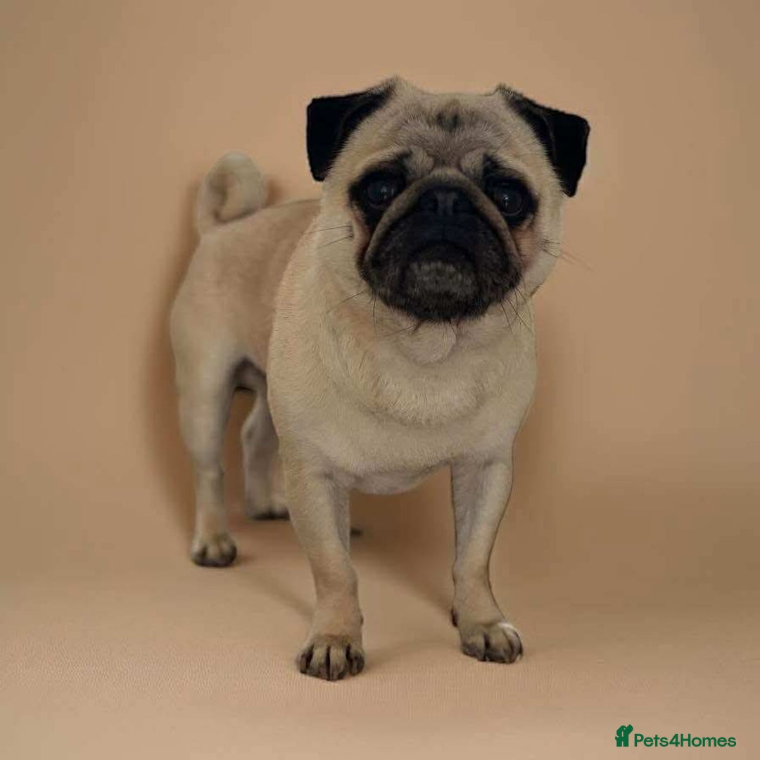 Pug dogs for sale: Gorgeous KC Reg Pug Litter Of 10 - Image 11