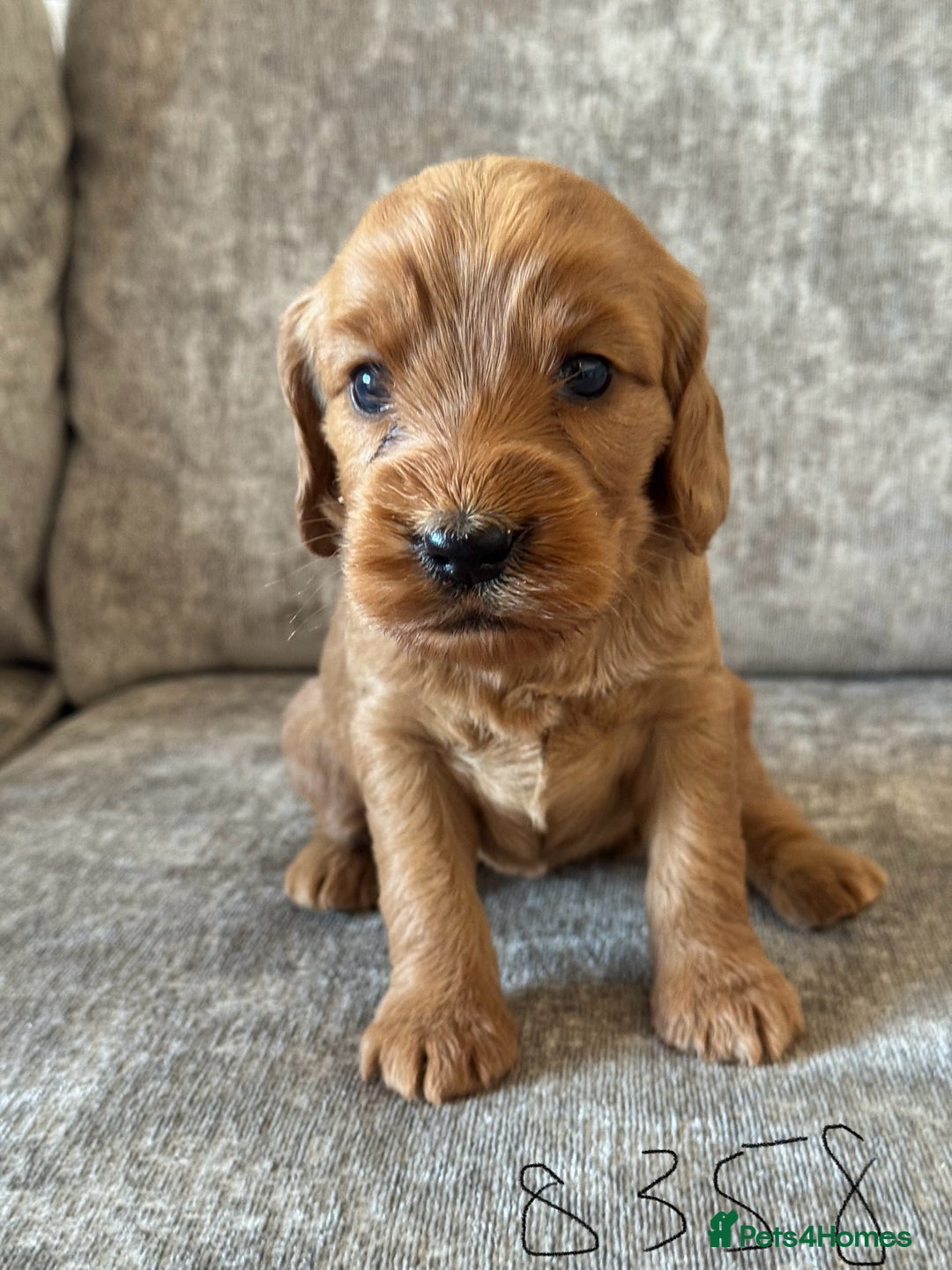 Cockapoo dogs for sale: BEAUTIFUL RED COCKAPOO PUPS HEALTH TESTED PARENTS - Advert 21