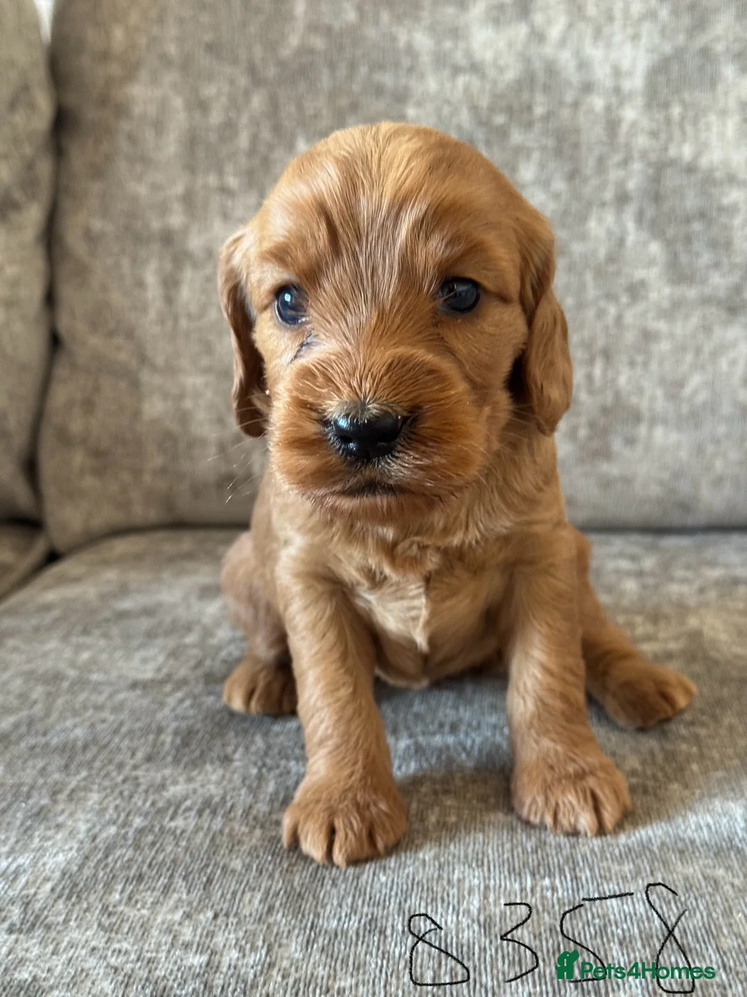 Cockapoo dogs for sale: BEAUTIFUL RED COCKAPOO PUPS HEALTH TESTED PARENTS - Advert 14