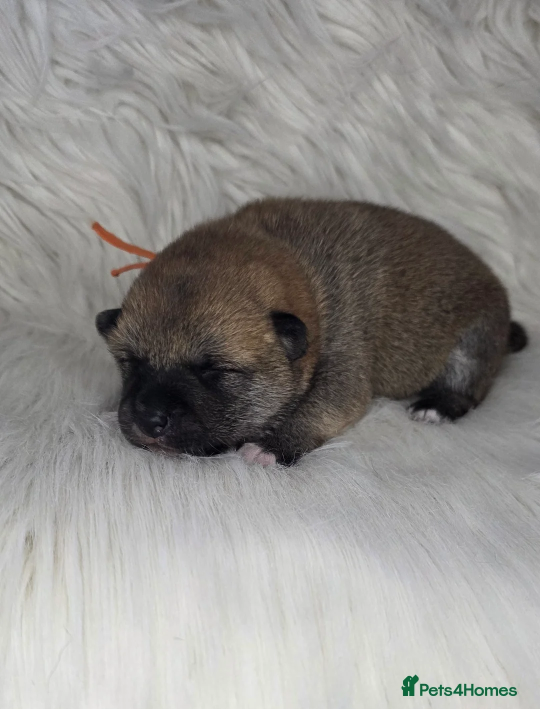 Japanese Shiba Inu dogs for sale: Outstanding Japanese Shiba Inu - Advert 11