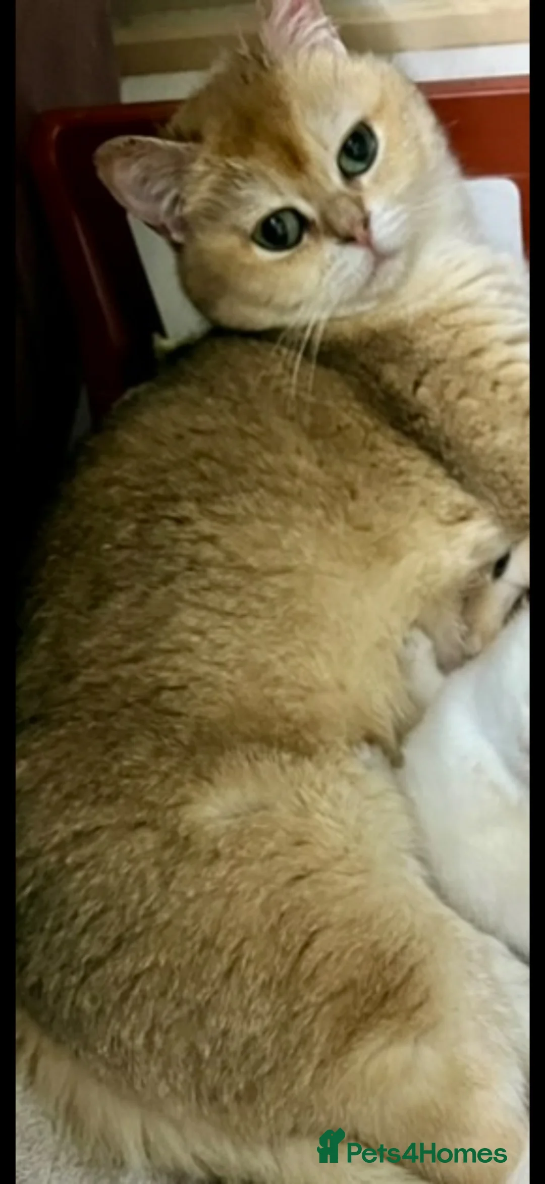 British Shorthair cats for sale: British short hair gold - Advert 2