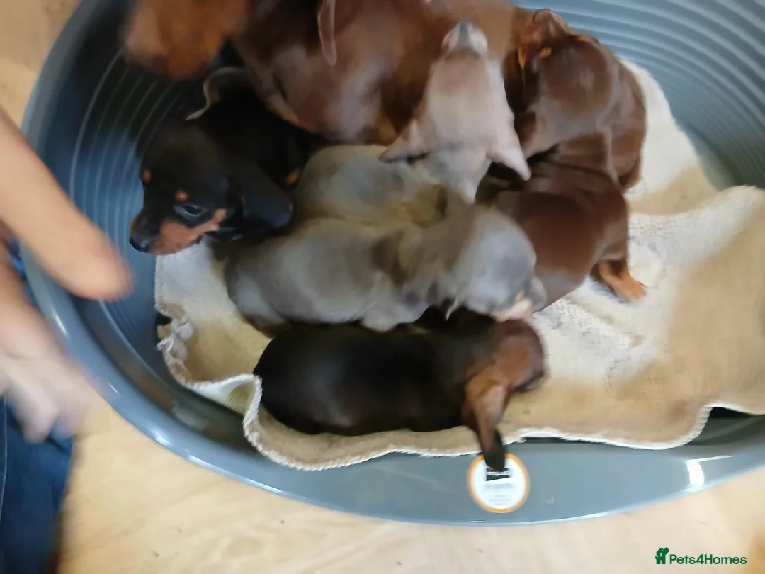 Dachshund dogs for sale: Dachshund puppies 8wks - Advert 1