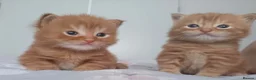 British Longhair cats for sale: 2 ginger boys - Advert 2