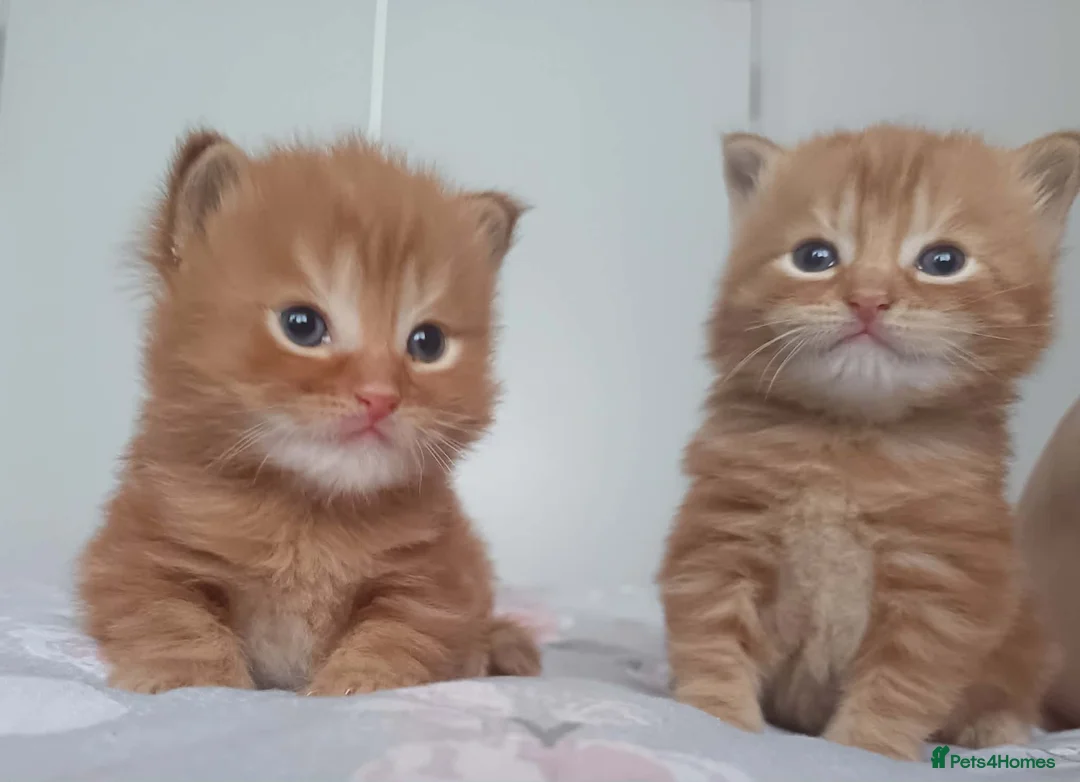 British Longhair cats for sale: 2 ginger boys - Advert 2
