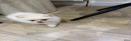 Pomeranian dogs for sale: Pomerian  in Leeds - Advert 2