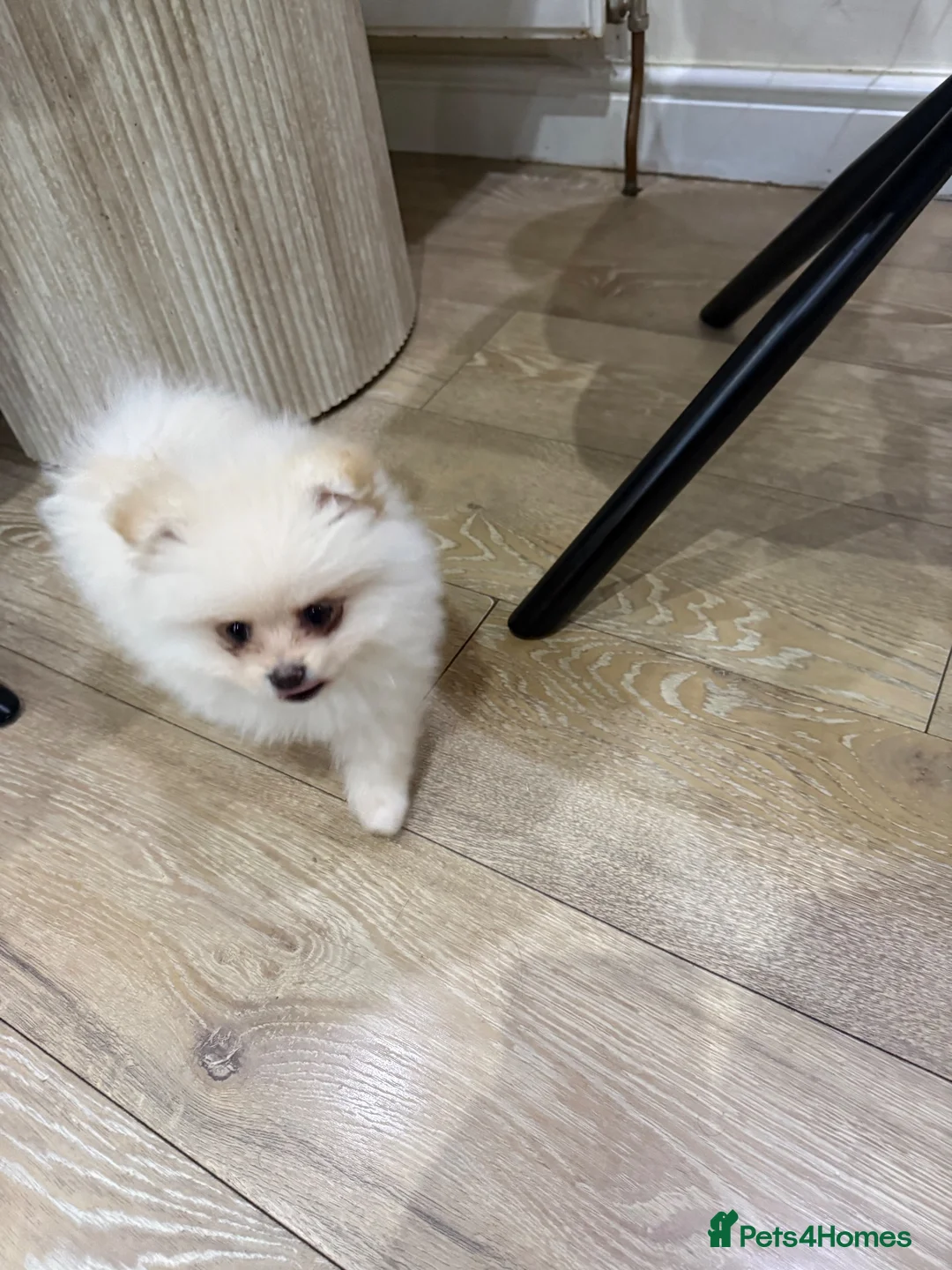 Pomeranian dogs for sale: Pomerian  in Leeds - Advert 2